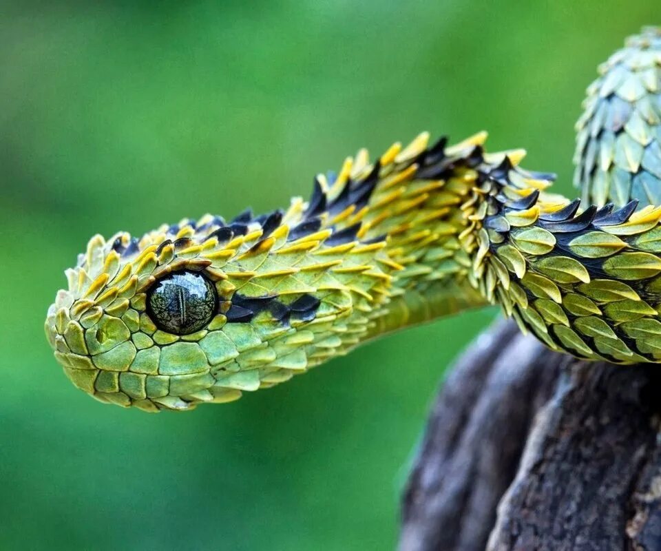 Кустарниковая гадюка (Atheris. Колючая древесная гадюка. Колючая кустарниковая гадюка. Колючая кустарниковая гадюка (Atheris hispida).