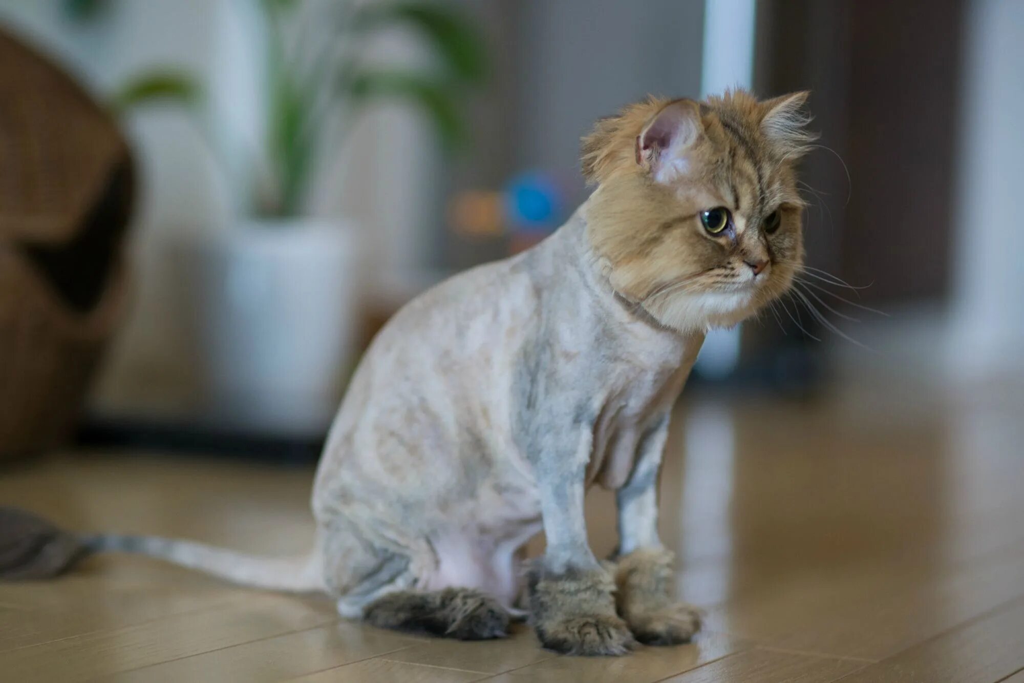 Коты которые не растут