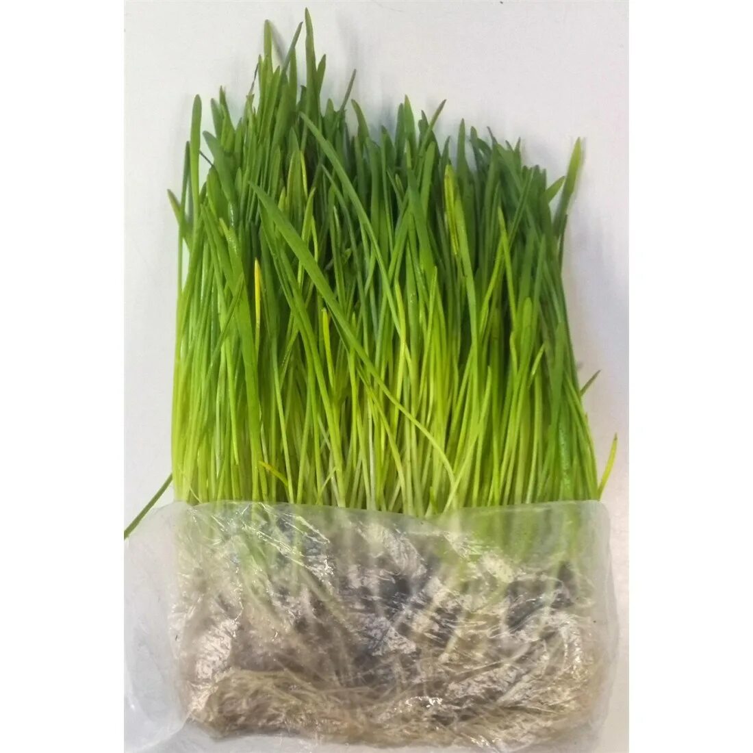 Пророщенная кошачья травка. Микрозелень овес. Микрозелень пророщенная пшеница. Микрозелень овес. Овес зелень.