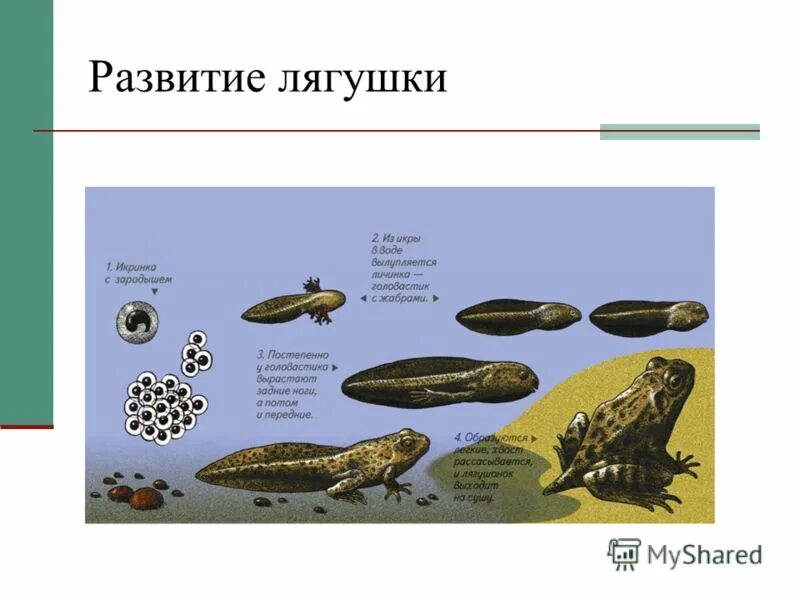 стадии головастика лягушки. эволюция жабы. эволюция жабы. эволюция жабы. стадии развития головастика лягушки.