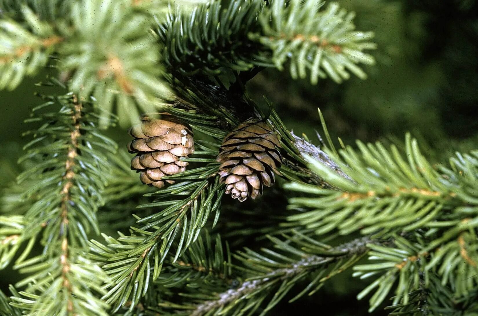 Ель красная Picea Rubens. Голосеменные (хвойные, хвоя). Ель красная Picea Rubens Nova Scotia Canada. Хвойные Голосеменные растения ель.