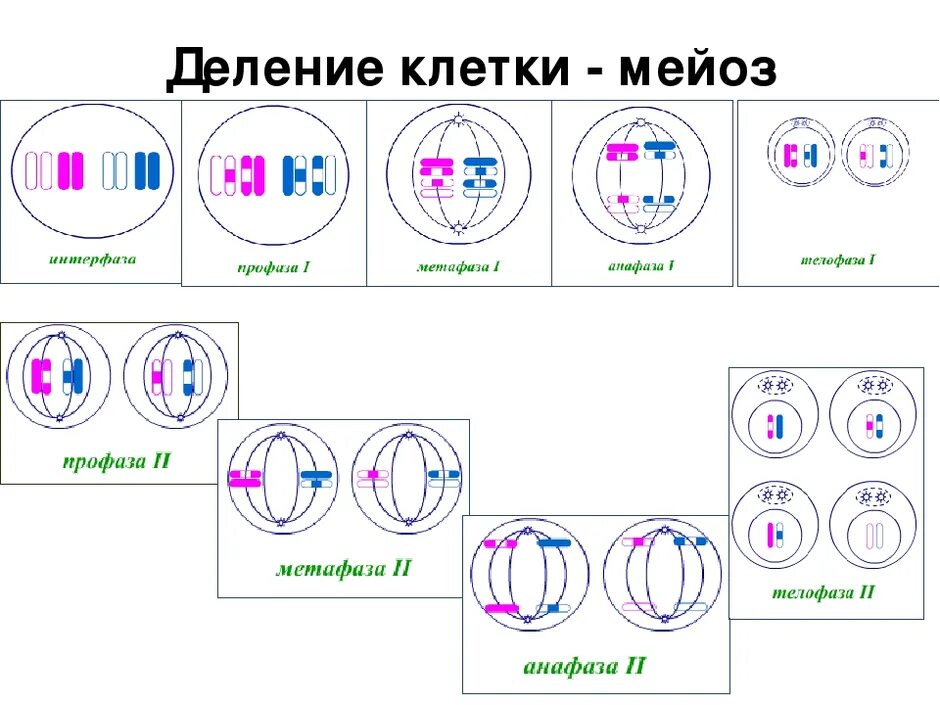 Профаза 2 метафаза 2 анафаза 2 телофаза 2. Деление клетки профаза. Деление клетки профаза. Таблица митоз интерфаза профаза метафаза. Телофаза 2.