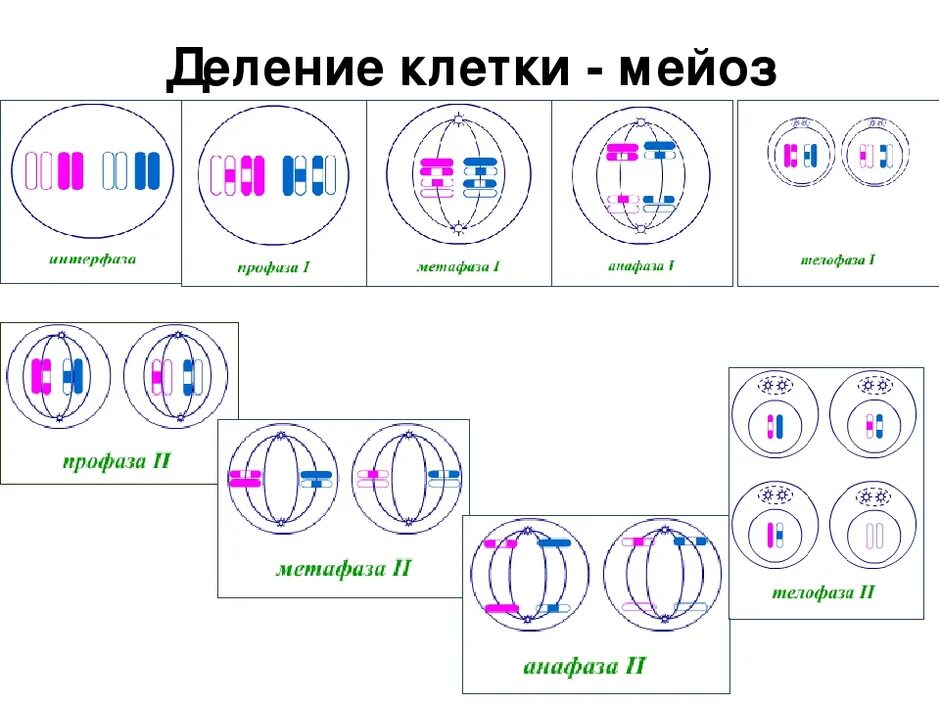 Самостоятельная мейоз. Мейоз 2 фазы. Фазы мейоза 1. Телофаза мейоза 2. Метафаза мейоза 2.