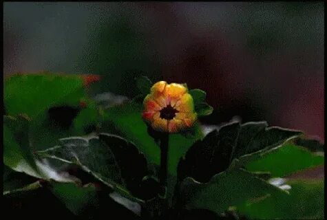 Picture background