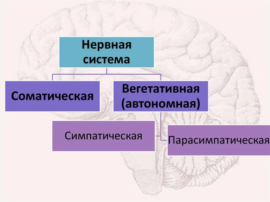 Соматическая нервная система. Вегетативной (автономной) и соматической нервной системы.. Функции соматической нервной системы. Соматическая и автономная нервная система.