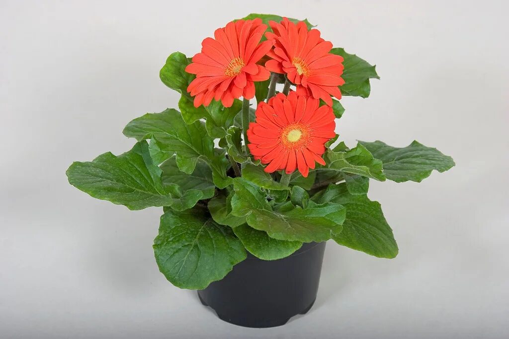 Гербера джемсона цветок. Гербера джемсона цветок. Гербера джеймсона f1 смесь. Гербера джемсона из семян. Гербера джемсона.