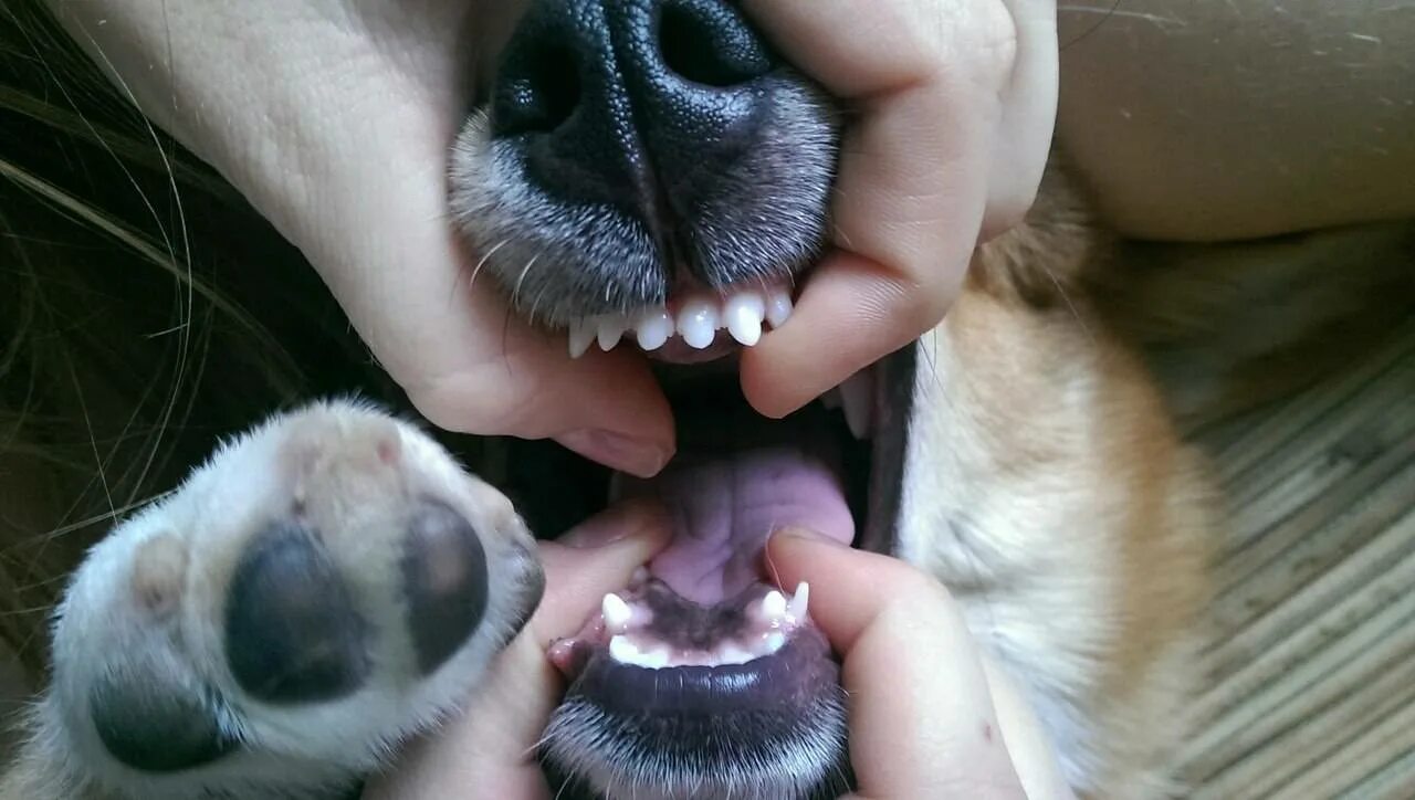 Укус пальца собакой