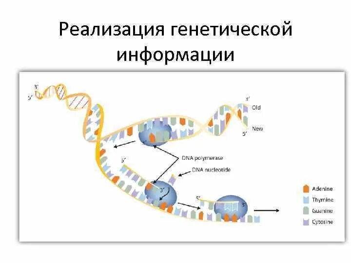 Правильная последовательность реализации генетической информации. Реализация генетической информации синтез белка. схема реализации наследственной информации. схема процесса экспрессии генетической информации. последовательность реализации генетической информации.