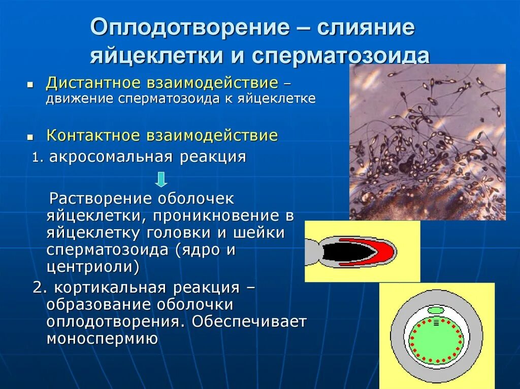 Растворение оболочки ядра происходит в. Акросомальная реакция оплодотворения. Этапы оплодотворения акросомная реакция. Контактные взаимодействия: акросомная реакция,. Кортикальная реакция оплодотворения.