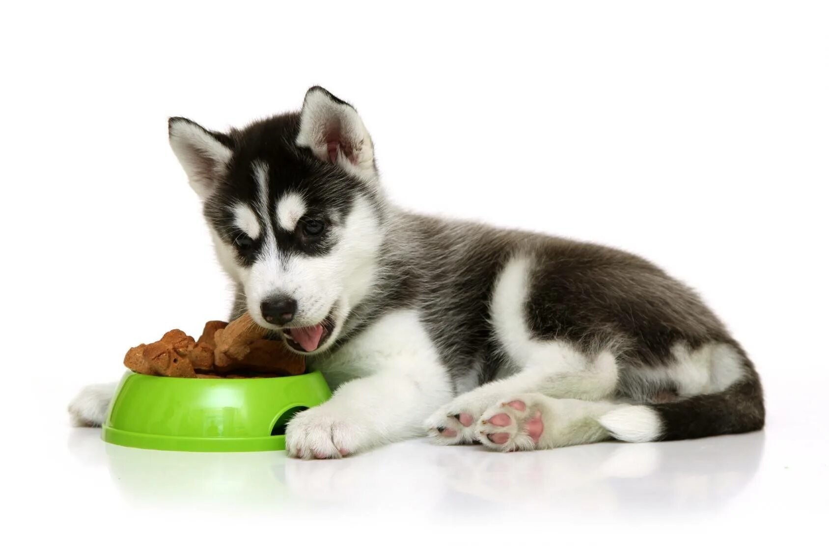 У собак есть дети. Питание Сибирский хаски. Сибирский хаски рацион питания. Корм для собак хаски. Собака кушает.