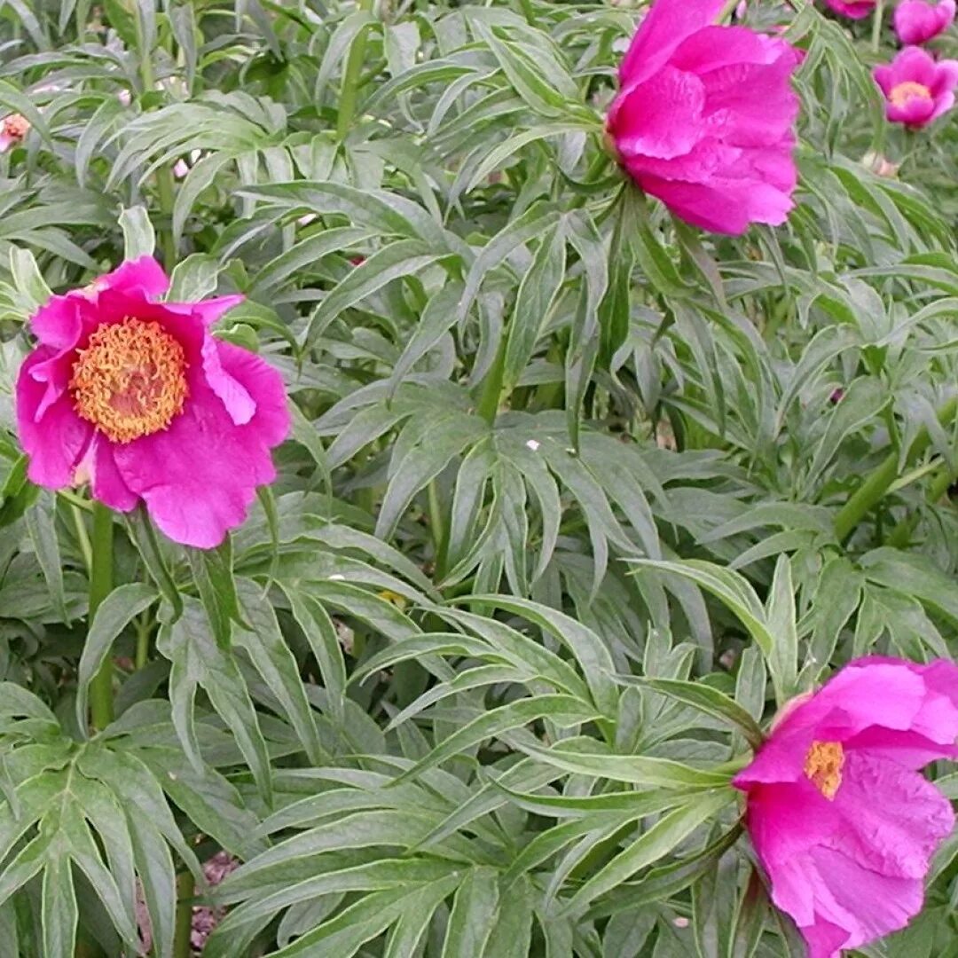 Марьин корень фото и описание. Пион уклоняющийся (Paeonia anomala). Пион Марьин корень. Пион уклоняющийся Paeonia anomala l.. Растение пион уклоняющийся (Марьин корень).