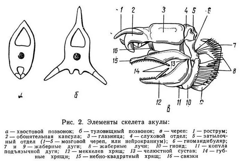 Осевой скелет речного окуня. Схема строения черепа костистой рыбы. Висцеральный череп костных рыб. Строение черепа костных рыб. Строение позвоночника костных рыб.