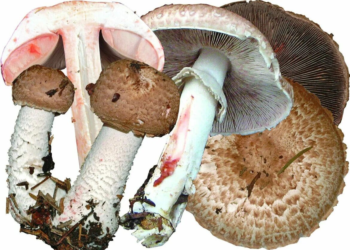 Шампиньон относится к съедобным. Шампиньон Лесной Благушка. Шампиньон Лесной (Agaricus sylvaticus). Шампиньон перелесковый гриб. Шампиньон двуспоровый (Agaricus bisporus).