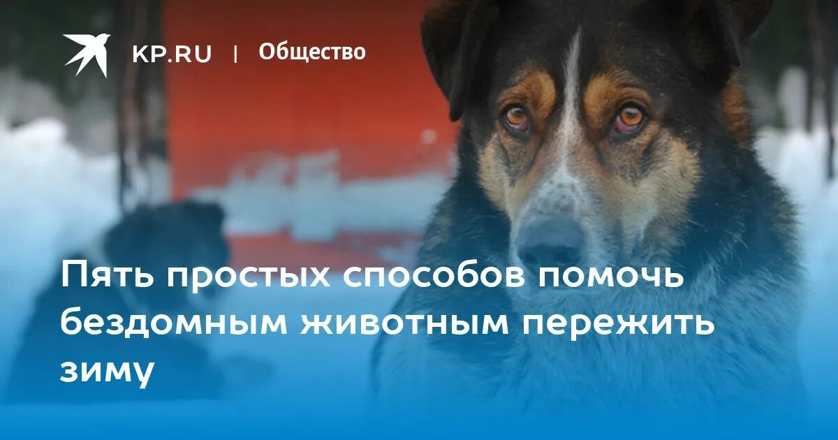 Как можно помочь бездомным. Помочь бездомным животным зимой. проект бездомные животные в зимнее время. поможем пережить зиму животным. как помочь бездомным животным в зимнее время.