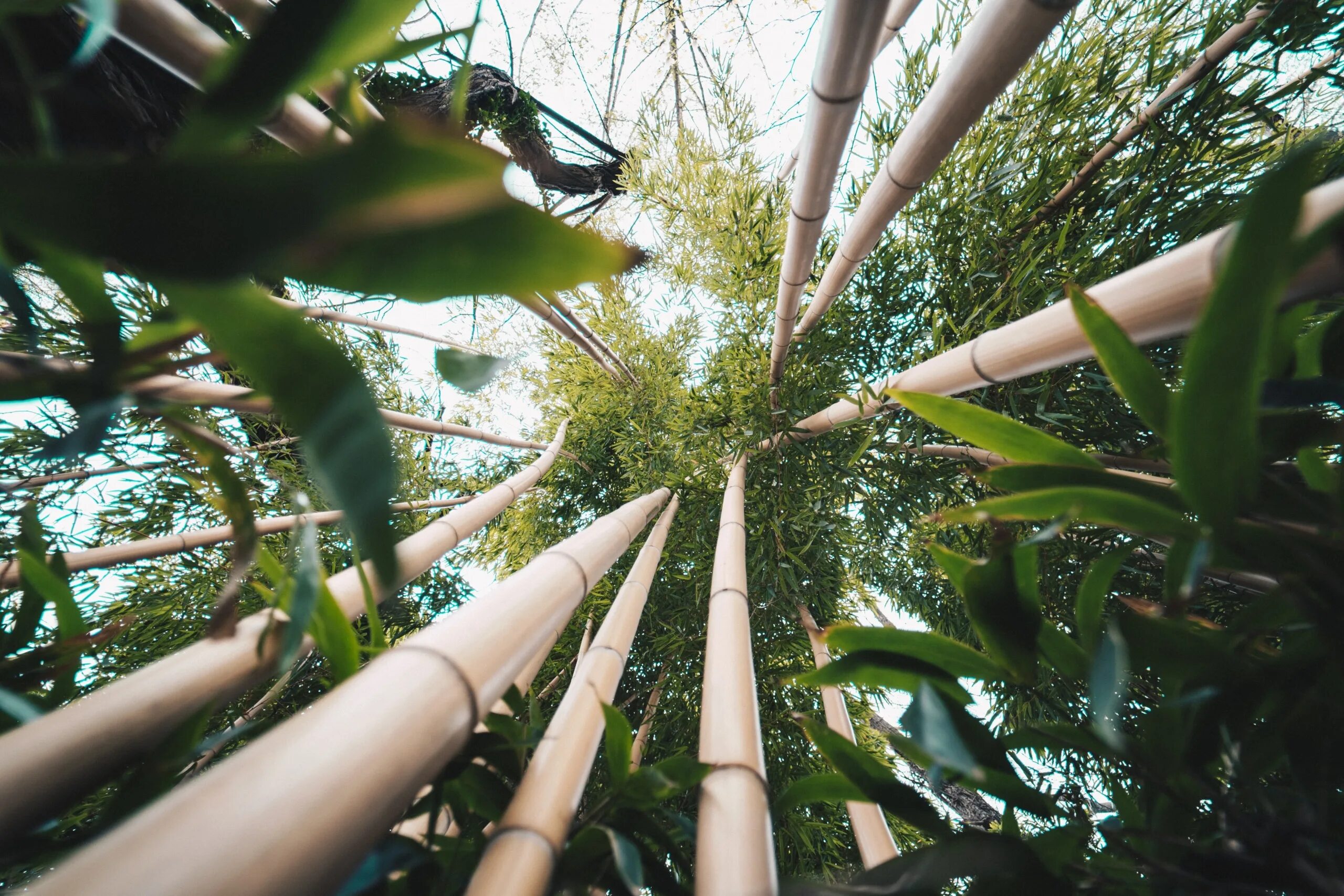 Бамбук Широшима. Бамбук Ботанический сад Уфа. Бамбук в тропическом лесу. Ботанический сад в Москве бамбук. Рост бамбука за сутки