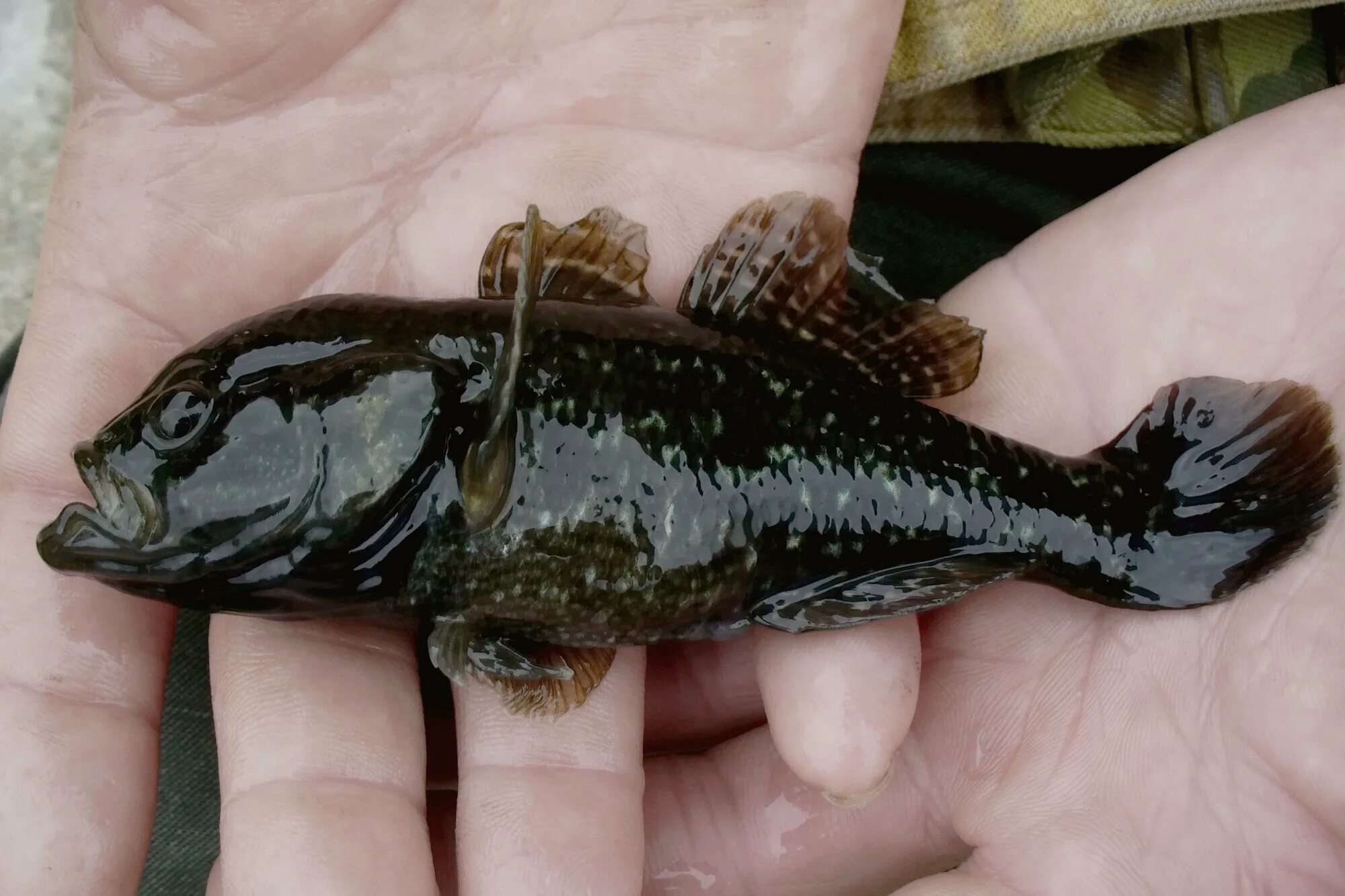 Что такое ротан. Ротан рыба. Ротан озерный. Амурский ротан-головешка. Ротан-головешка perccottus glenii.