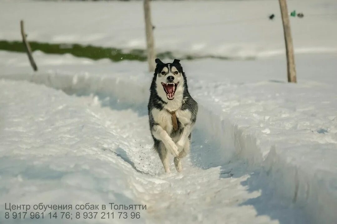 Хаски бегает. Хаски прыгает. Хаски бежит. Хаски бежит. Хаски бежит.