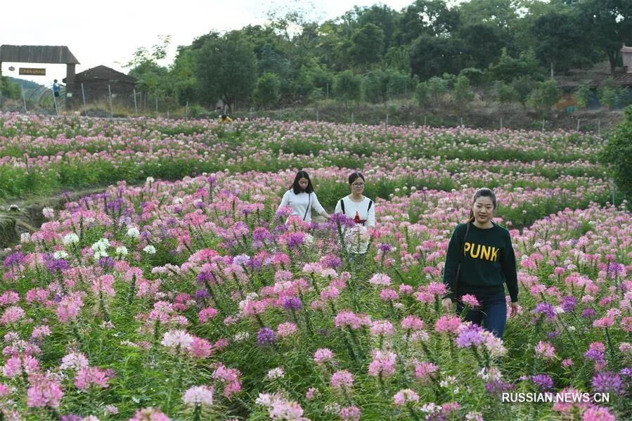 Абрикосовая долина китай. Цветы провинции. Цветы провинции. Георгий марчук. Брунсвигия крупноцветковая.