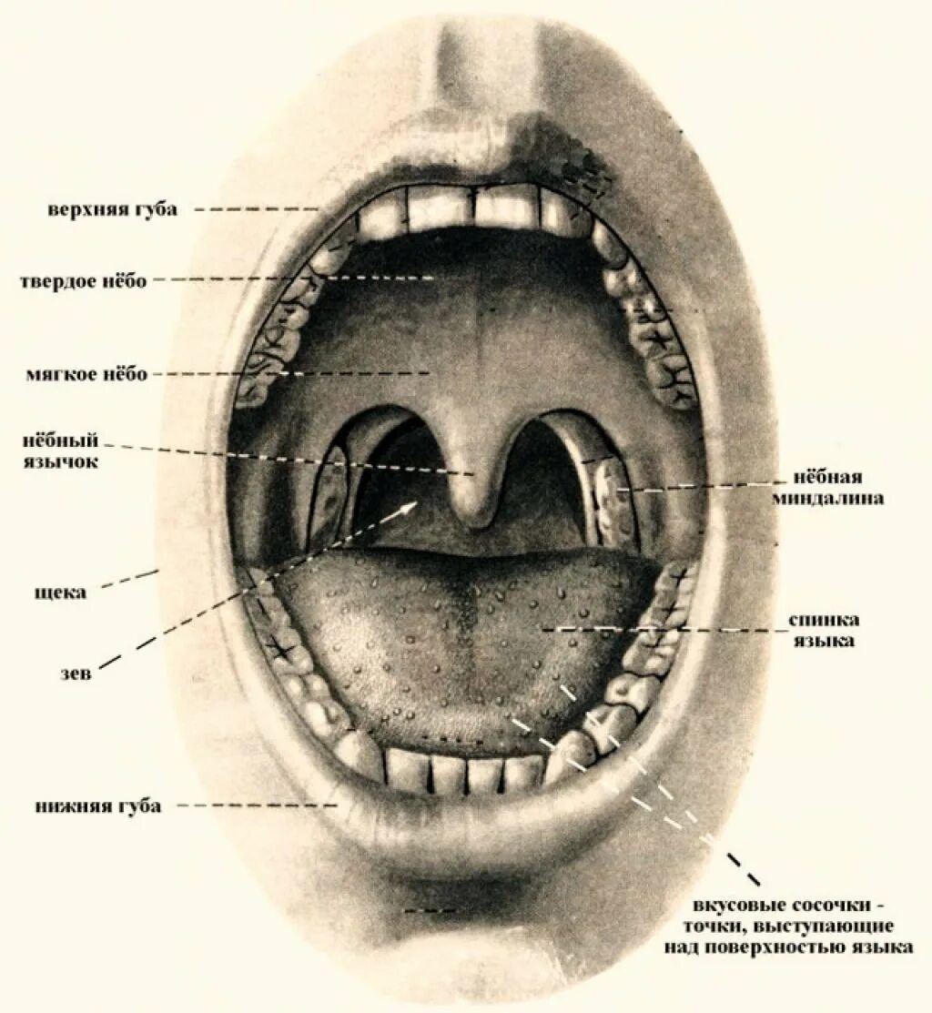 Поднятие мягкого неба. Строение зева полости рта. Зев границы небные дужки мягкое небо. Строение ротовой полости миндалины. Анатомические структуры зева.