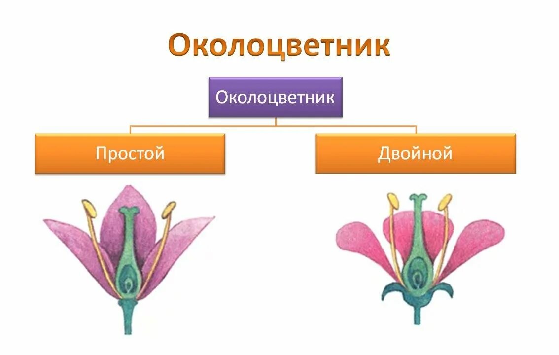 Какой околоцветник изображен на рисунке. Околоцветник это в биологии 6. Цветок с простым околоцветником и двойным околоцветником. Околоцветник цветка. Строение двойного околоцветника.