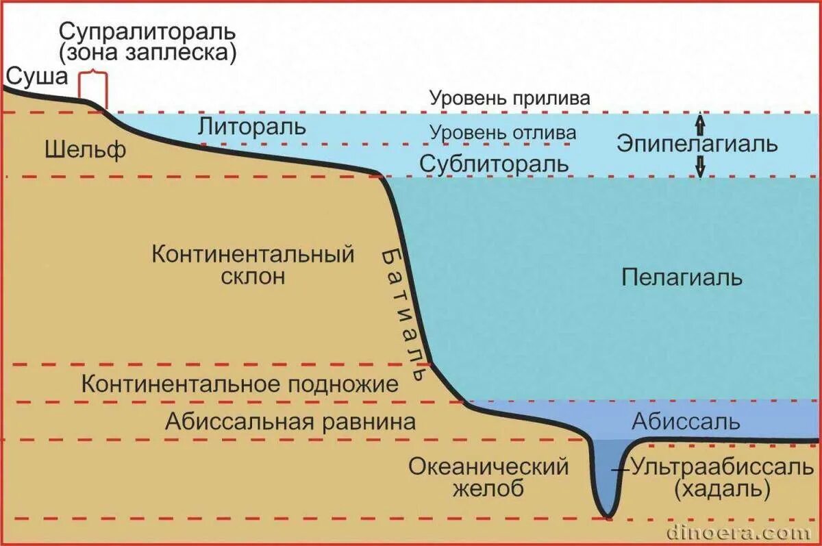 Что значит береговой. Литораль Батиаль. Экологические зоны мирового океана схема. Строение морского дна Литораль. Литораль абиссаль.