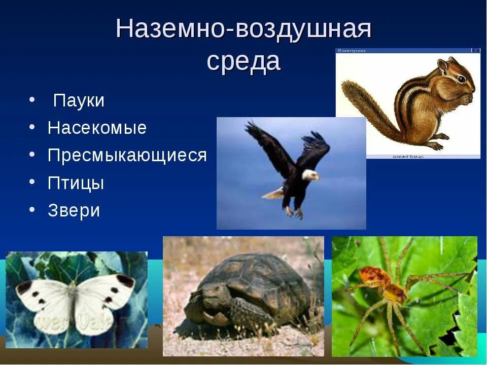 Организмы обитающие в наземно воздушной среде примеры. Наземновозлушная среда. наземно-воздушная среда. обитатели наземно-воздушной среды. наземно-воздушная среда обитания.