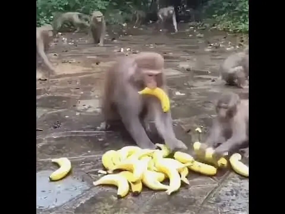 Крутая обезьяна. Кунац меймун. Пирог более вкуснее забавный шимпанзе. Обезьяна кусается обезьяна. Две обезьяны.