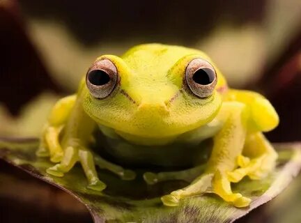 A frog