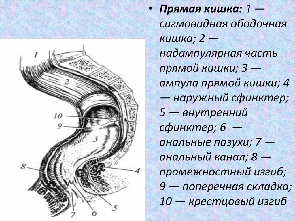 Форма прямой кишки. Схема строения прямой кишки. изгибы прямой кишки крестцовый промежностный. изгибы прямой кишки в сагиттальной плоскости.