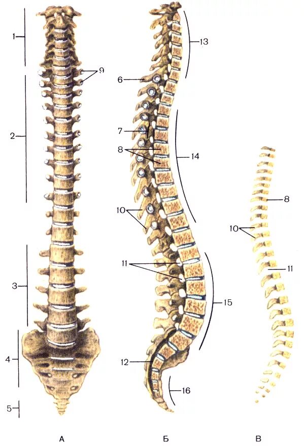 Поясничный скелет. Позвоночный столб анатомия человека. Позвоночный столб анатомия изгибы. Позвоночный столб и строение позвонка. Строение позвонка, изгибы позвоночного столба..