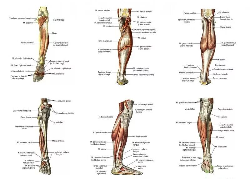 Строение ноги до колена. Строение мышц нижних конечностей. Мышцы нижней конечности анатомия строение. Мышцы нижних конечностей человека анатомия. Топография мышц нижней конечности анатомия.