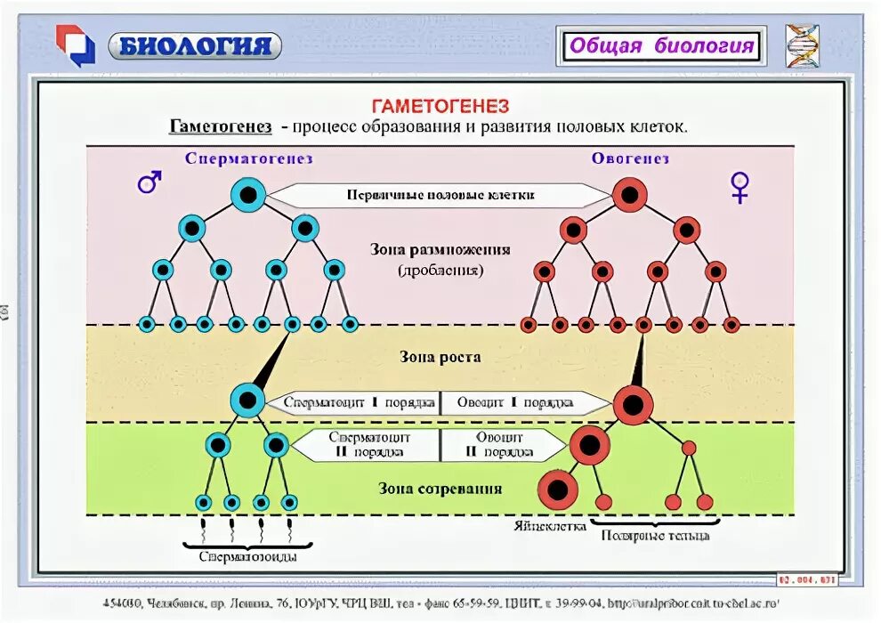 Процесс гаметогенеза схема. Гаметогенез схема ЕГЭ. Гаметогенез схема. Полная схема гаметогенеза.
