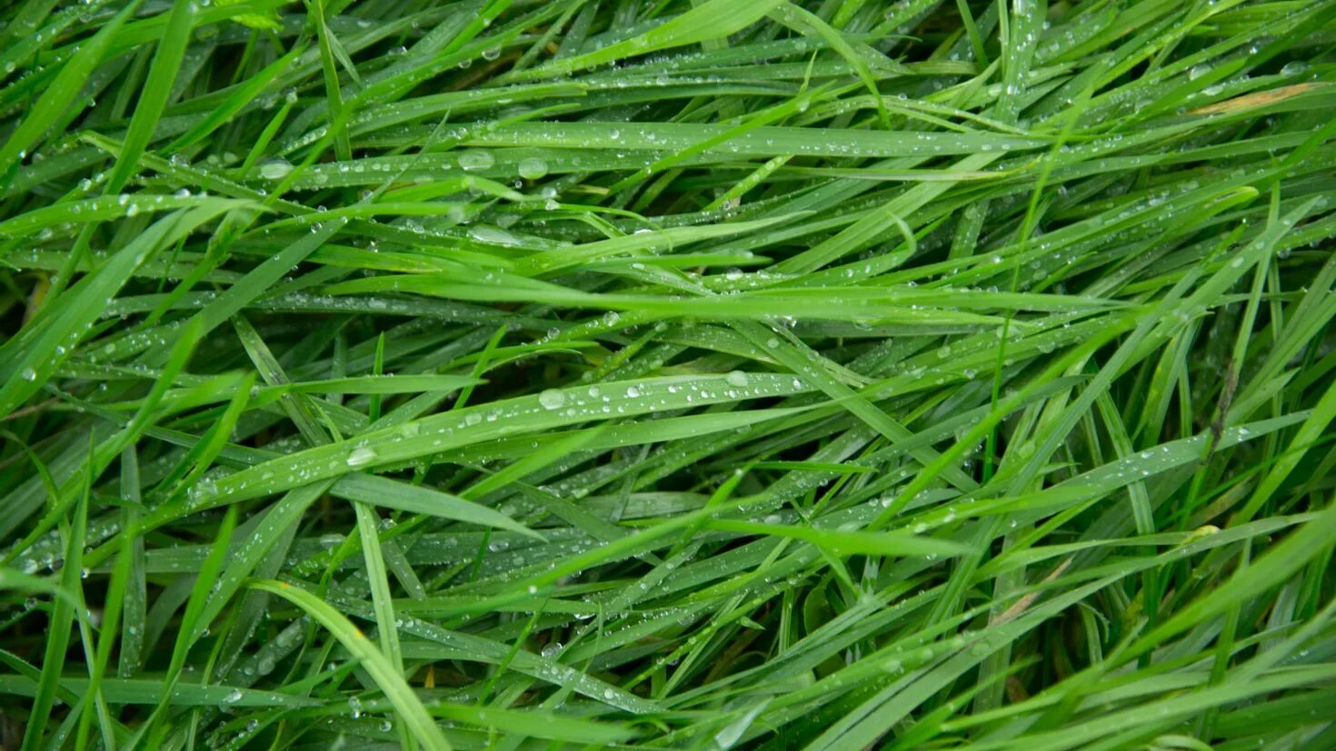 Трава зелена вопрос. Зеленая трава. Примятая трава. Трава картинка. Трава в высоком разрешении.