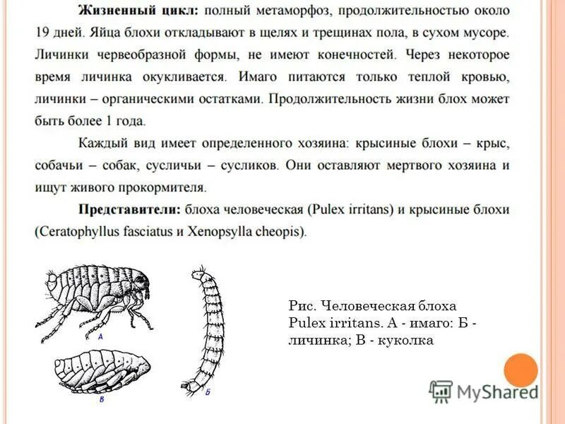 Блоха задание егэ