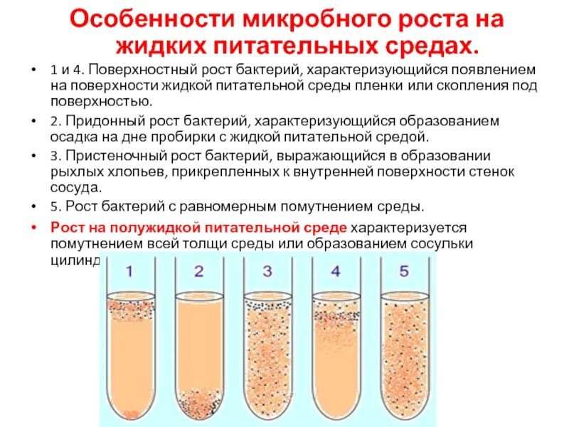 Бактерии в жидкой среде. Характер роста бактерий на жидких питательных средах придонный рост. Особенности роста бактерий на плотных питательных средах.. Особенности роста микробных культур на плотных питательных средах. Рост бактерий на жидких питательных средах.