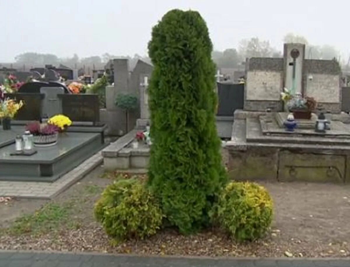 Туя шаровидная на кладбище. Туя Даника на могилах. Туя Даника на кладбище. Туя на могиле.