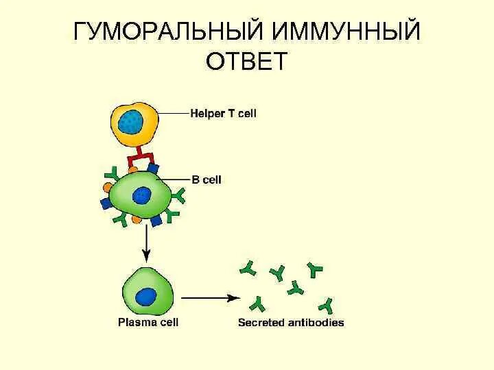 Механизм гуморального иммунитета схема. Схема гуморального иммунного ответа. Клеточный и гуморальный иммунный ответ схема. Гуморальный иммунитет схема. Собственные иммунные клетки