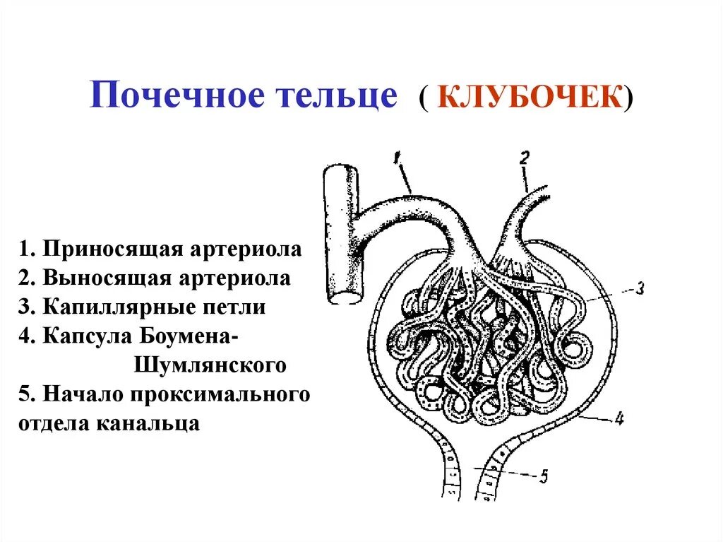 Почечное тельце почки. Строение почечного тельца нефрона схема. Части нефрона почечное тельце. Схема строения нефрона почечное тельце. Капсула клубочка нефрона строение.