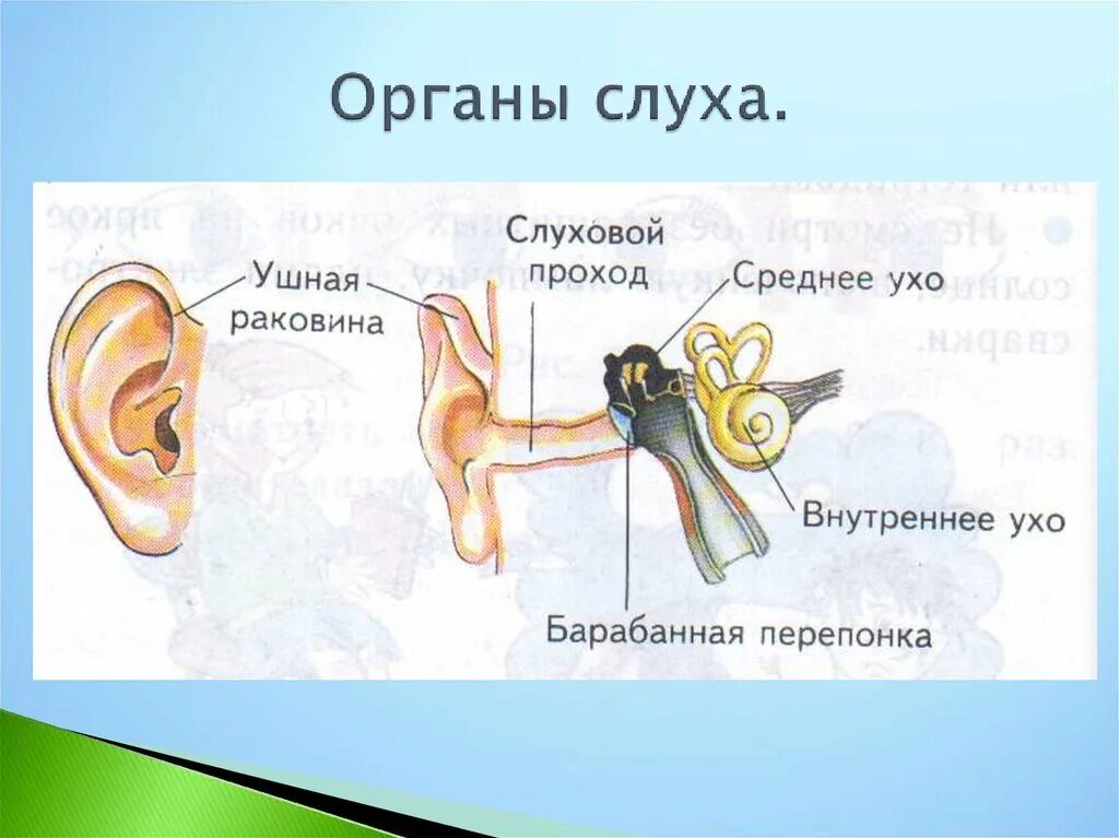 Органы чувств и движения. Уши орган слуха 3 класс окружающий мир. Строение ухо 3 класс окружающий мир. Строение органа слуха человека анатомия. Уши орган чувств 3 класс.