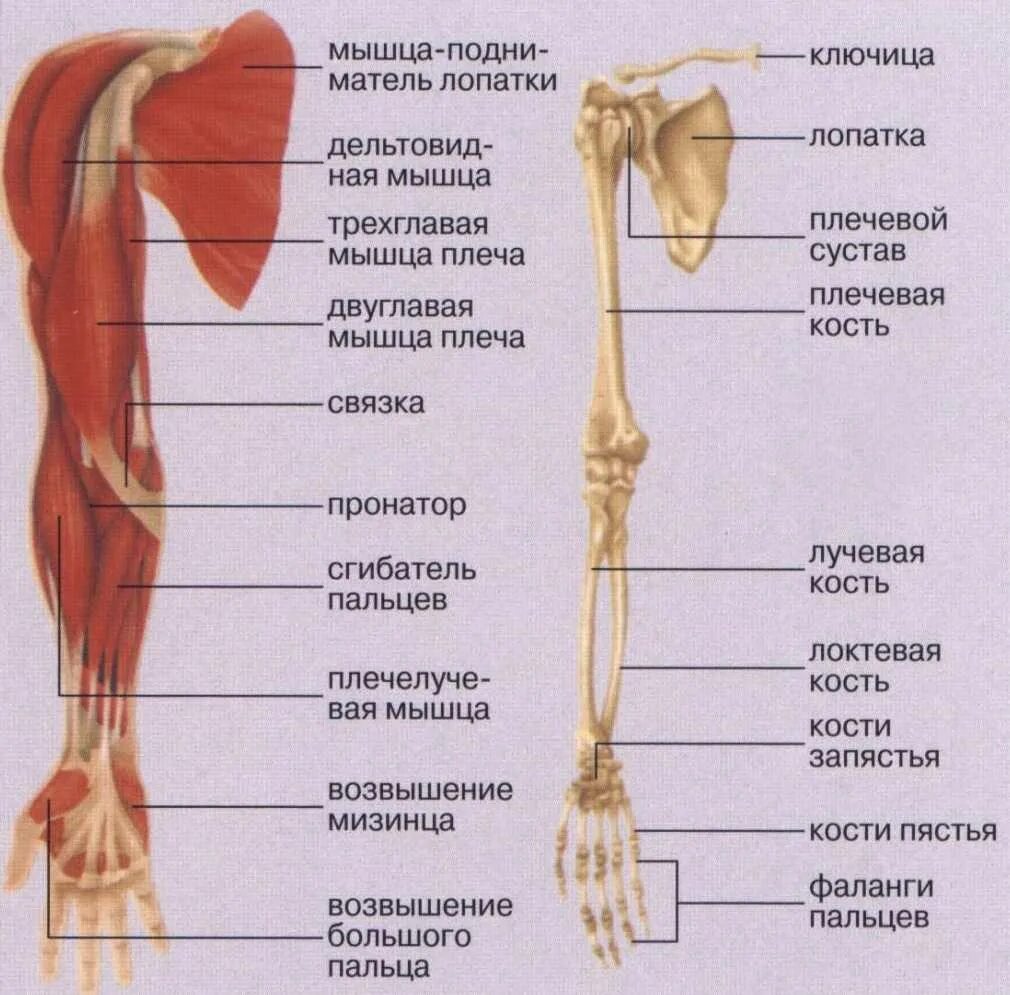 Части верхней конечности человека. Строение верхних конечностей человека анатомия. Скелет и мышцы верхних конечностей. Мышцы верхней конечности анатомия строение. Скелет верхних конечностей плечо предплечье кисть.