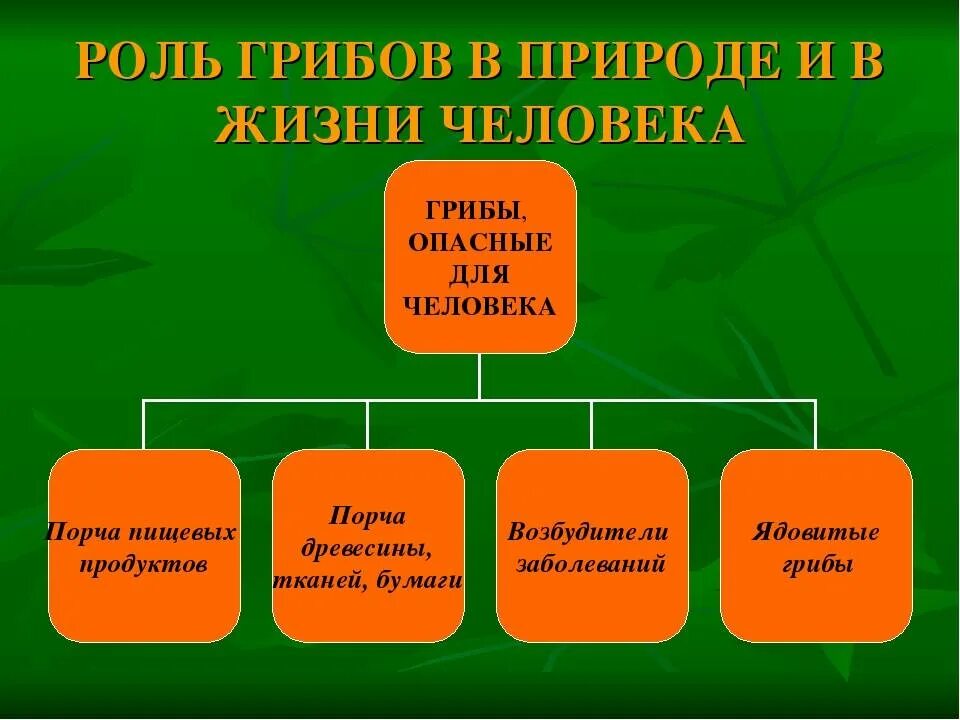 Роль грибов 5 класс биология. Роль грибов в природе и для человека 5 класс биология. Роль грибов в природе 5 класс биология. Роль грибов в природе 5 класс биология схема.