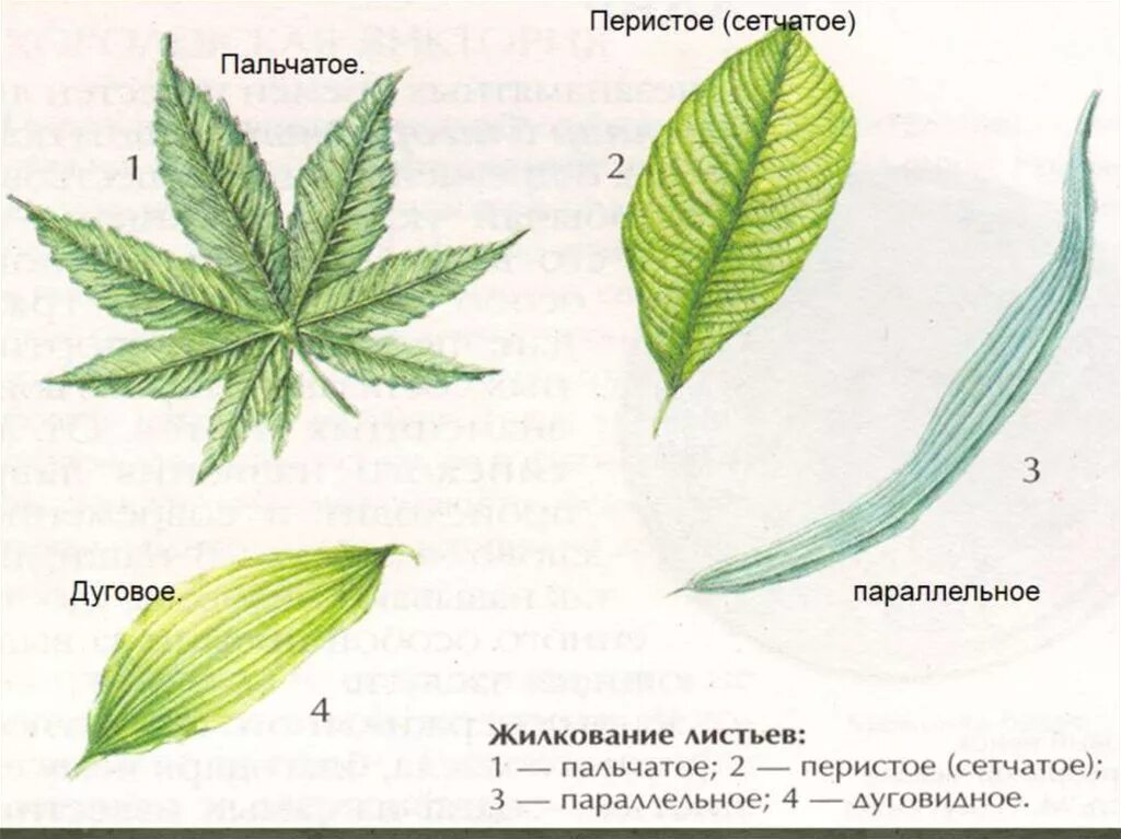 Тип жилкования дугового листа. Пальчатое и сетчатое жилкование листа. тип жилкования листа пальчатое. пальчатое жилкование листьев. перистое жилкование листа.
