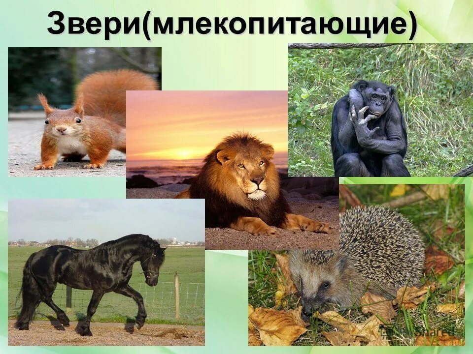 звери 2 класс. звери животные 2 класс окружающий мир. животные для урока окружающего мира. животные 2 класс. звери бывают.