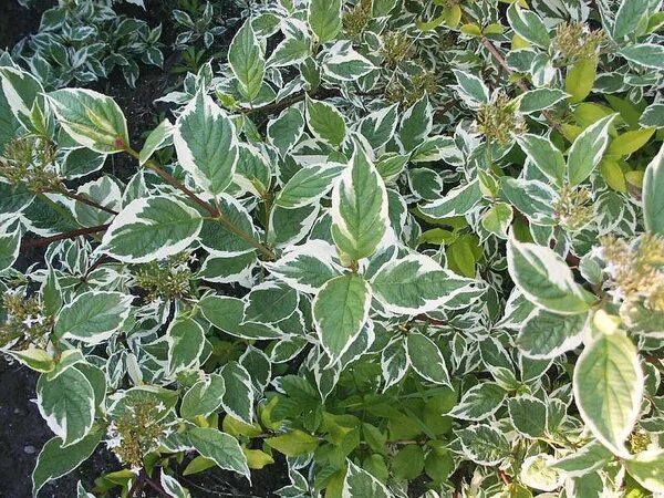 Купить Дёрен белый 'Сибирика Вариегата' / Cornus alba 'Sibirica Variegata' с дос
