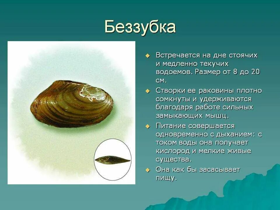 Определите тип развития животных мидия черноморская