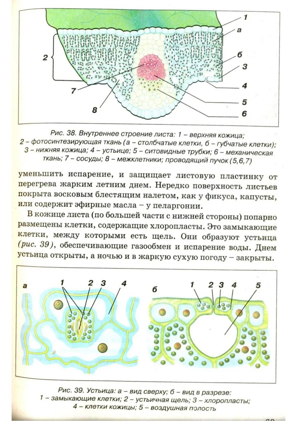 Какие клетки образуются листовую пластинку. Строение кожицы устьица. Внутреннее строение листа устьица. Строение клетки кожицы листа. Строение кожицы листа клеточное строение листа.