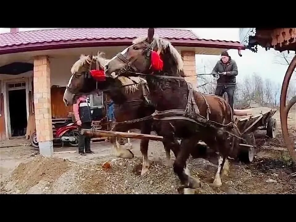 Картер кони видео. Така для лошадей.