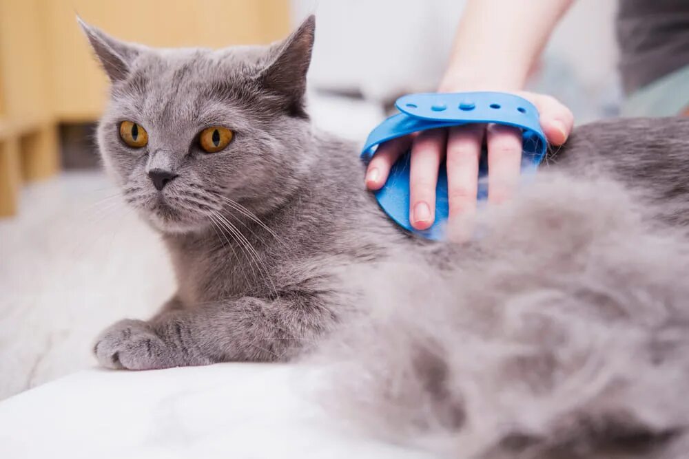 Причины линьки у кошек