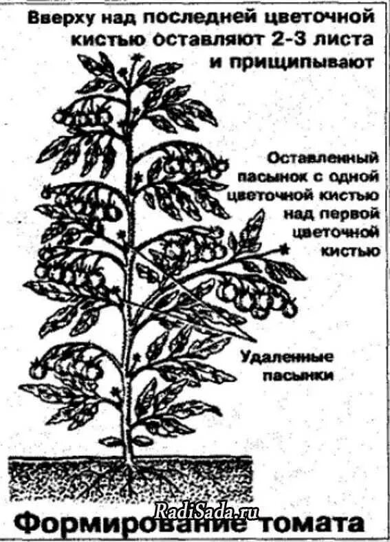 Сколько пасынков. Схема пасынкования томатов. Формирование томатов в 2 стебля в теплице схема. Пасынкование томатов. Схема правильного пасынкования томатов.