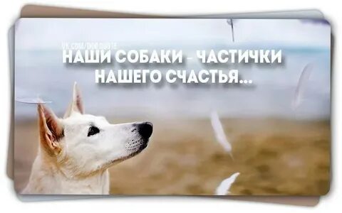 Выражение собаки